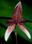 Bulbophyllum elassoglossum