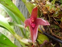 Bulbophyllum elevatopunctatum species