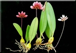 Bulbophyllum lepidum species