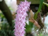 Bulbophyllum lilacinum