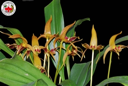 Bulbophyllum lobbii