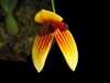 Bulbophyllum pardalotum