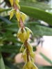 Bulbophyllum rufinum