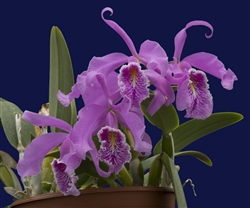 Cattleya maxima