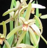 Cymbidium ensifolium 'Four Seasons''