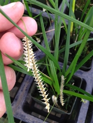 Dendrochilum stenophyllum species