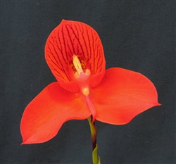 Disa Glasgow Orchid Conference