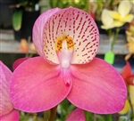 Disa Watsonii