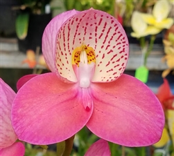 Disa Watsonii