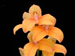 Disa Auratkew