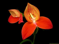 Disa California Gold