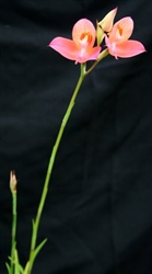 Disa Kewdior orchid species