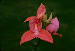 Disa uniflora