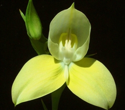 Disa uniflora