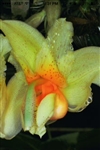 Stanhopea saccata species