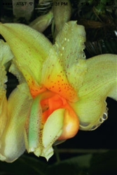 Stanhopea saccata species