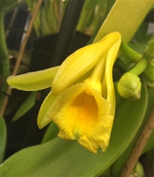 Vanilla planifolia var. gigantea CHM/AOS