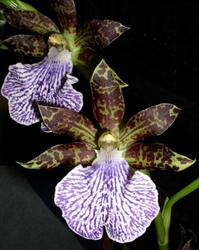 Zygopetalum mackayi