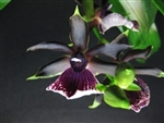 Zygopetalum Rhein Moonlight