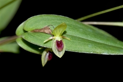 Acronia geographica species