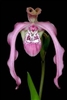 Phragmipedium Ingrid Portilla