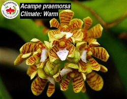 Acampe praemorsa