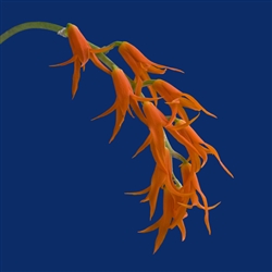 Ada aurantiaca