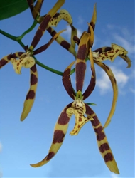 Brassia neglecta