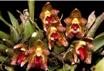 Bulbophyllum leopardinum species
