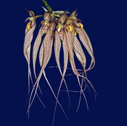 Bulbophyllum longissimum