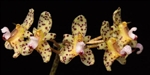 Bulbophyllum violaceolabellum
