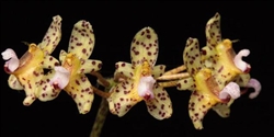 Bulbophyllum violaceolabellum