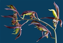 Catasetum saccatum species