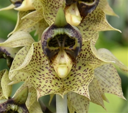 Catasetum sanguineum patrick species