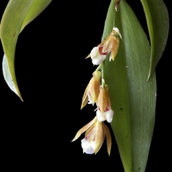 Scelochilus hirtzii (syn. Comparettia) species