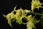 Dendrobium hodgkinsonii