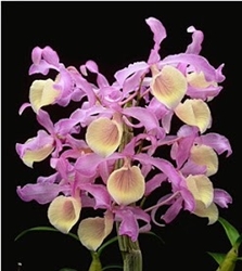 Dendrobium tortile