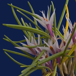 Dendrobium hellwigianum species
