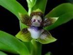 Dichaea morrisii