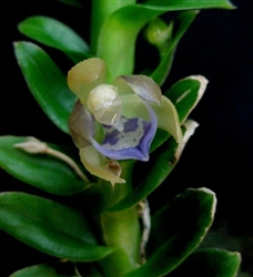 Dichaea muricata species