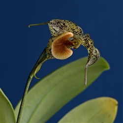 Dracula chestertonii syn. Masdevallia chestertoni orchid