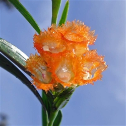 Elleanthus blatteus orange