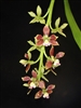 Encyclia hartwegii