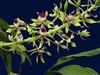 Encyclia sceptra