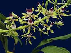 Encyclia sceptra