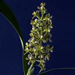 Encyclia vespa