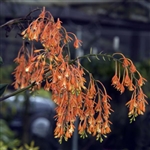 Epidendrum embreei