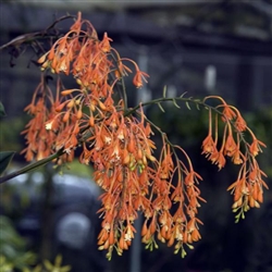 Epidendrum embreei