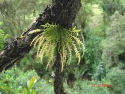 Frondaria caulescens