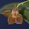 Lepanthes adrianae